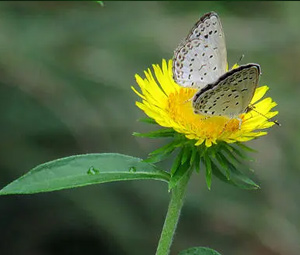 蠟燭香精-清新花香香精